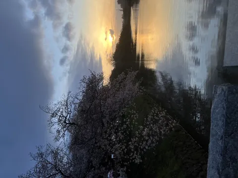 夕焼けに染まる桜並木と川