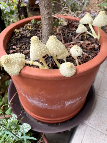 鉢植えに現れた小さな森