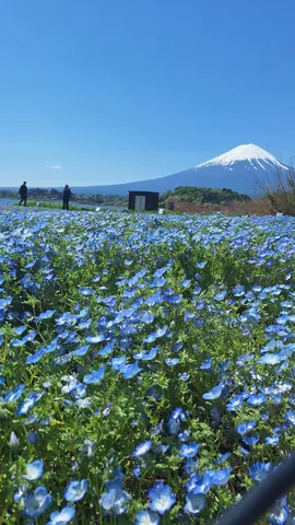 青い花と富士の空