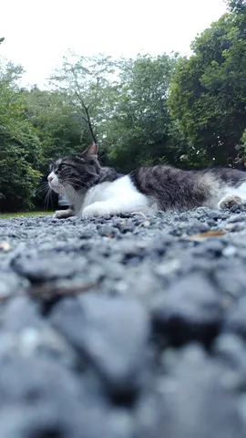 石畳と貫禄の猫様