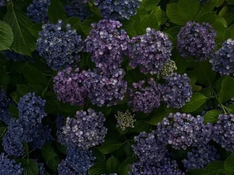 色とりどりの紫陽花、雨粒の宝石