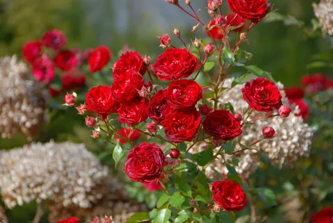 薔薇