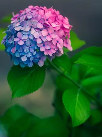Between Two Colors.