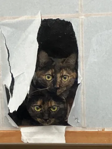 覗き見！好奇心旺盛な双子猫