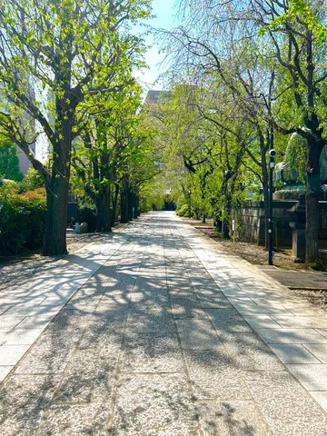新緑の散歩路に光の影