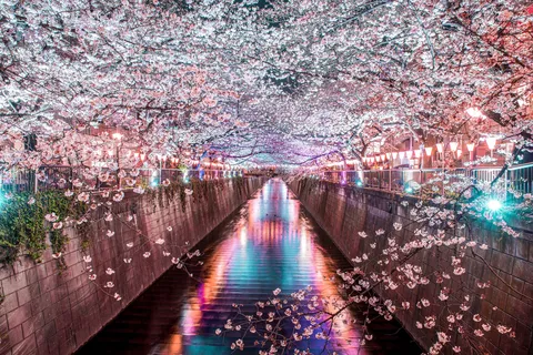 夜桜きらめく、光彩の水路