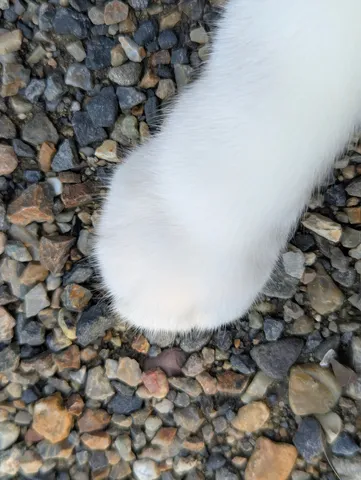 砂利に置かれた白い足