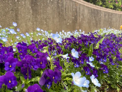 紫と水色が揺れる花畑