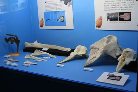 骨格が語る生命の神秘