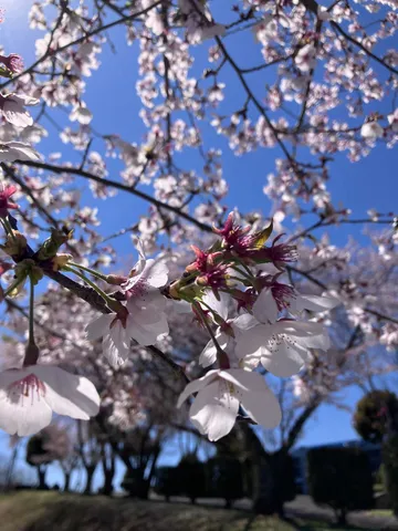 春空に舞う桜の淡い吐息