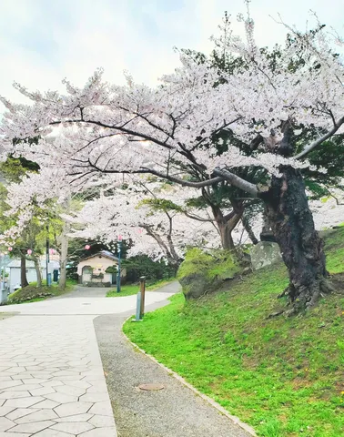 桜が彩る春の散策路