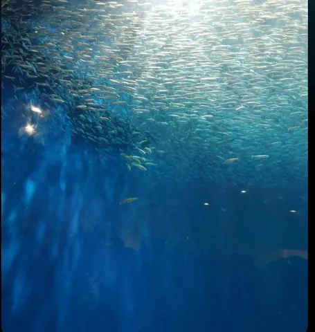 光のカーテン、魚の群れ