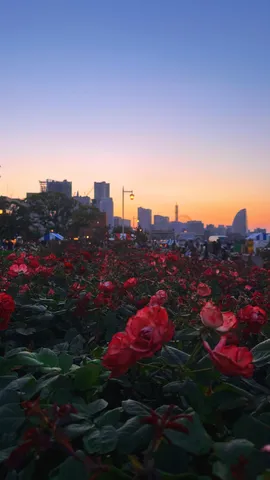 夜景に咲く薔薇の叙情