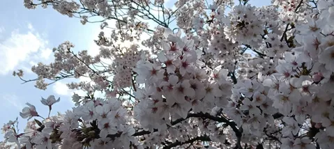 春の訪れ、桜の木漏れ日