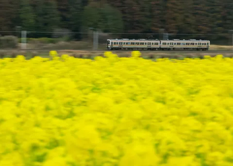 黄色い絨毯、電車も大はしゃぎ？