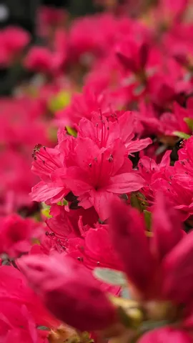 鮮やかな紅、花盛りの瞬間
