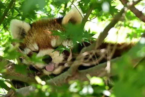 木漏れ日とレッサーパンダ