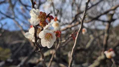 春を告げる可憐な白い花