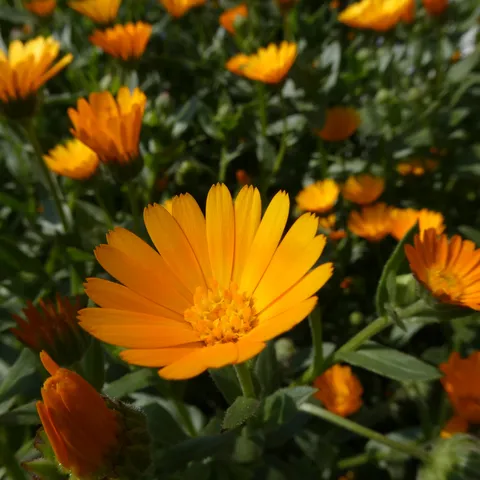 日差しを浴びるオレンジの花