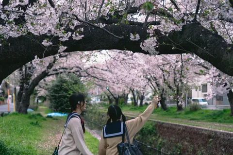 桜のトンネルを歩く二人