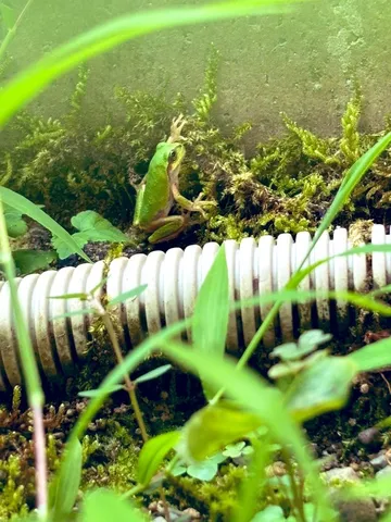 草陰に息づく、小さな命の鼓動