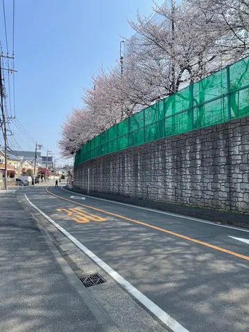 桜と壁沿いの静かな道
