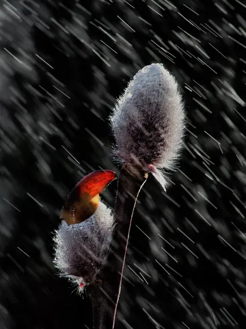 雨粒とふわふわの芽