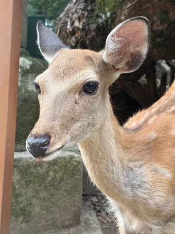 鹿さん、ちょっとそこの君！