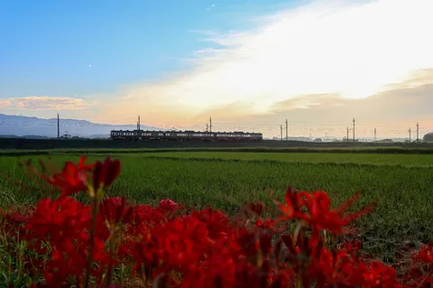 夕暮れの線路と花畑