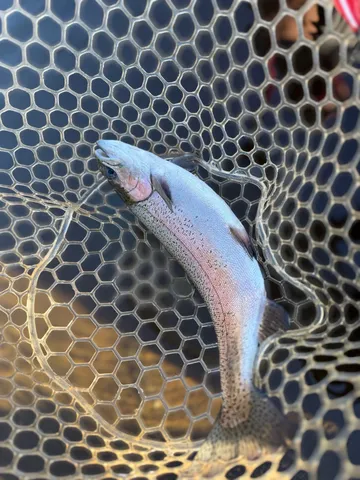 網と虹色の魚の出会い