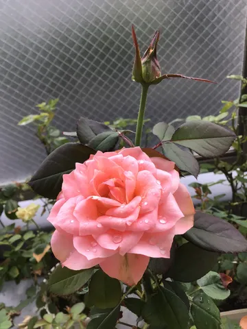 雨粒きらめく、バラの蕾と花
