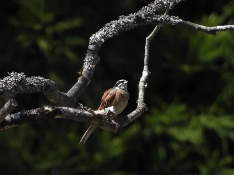 木漏れ日と野鳥の静寂