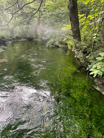 水草揺れる静かな渓流