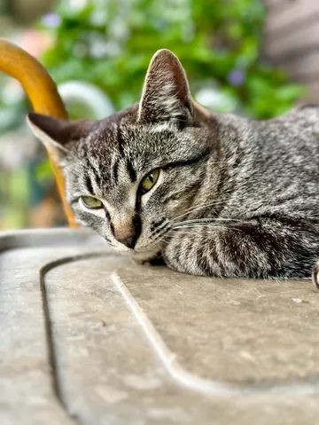 窓辺でまどろむ猫の瞳