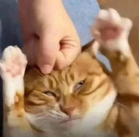 猫ちゃんの心地よさそうな表情