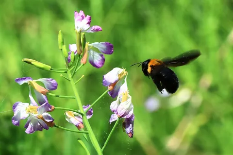 花の蜜を狙う俊足ハンター
