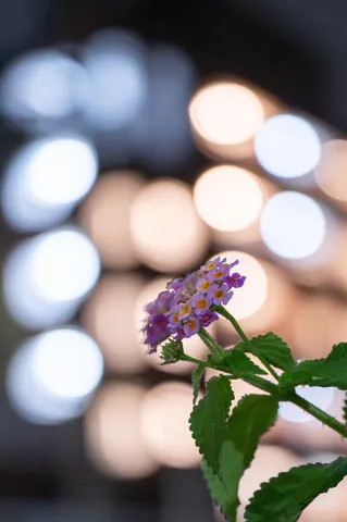 玉ボケと可憐な花