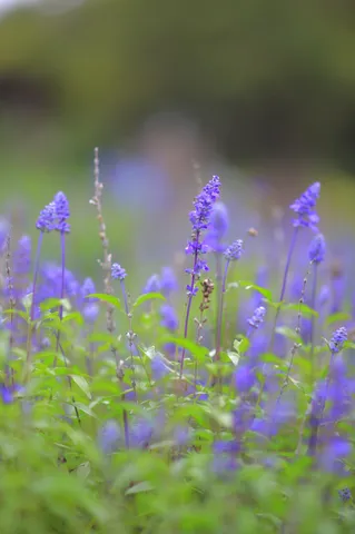 紫苑の風が運ぶ静けさ
