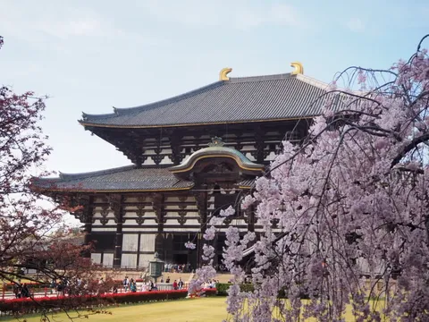 桜舞う古都の情景
