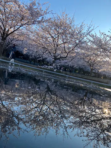 水面に映る桜の木