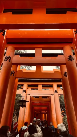 鮮やかな鳥居の道