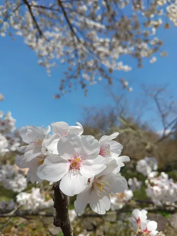 春の息吹、桜の微笑み