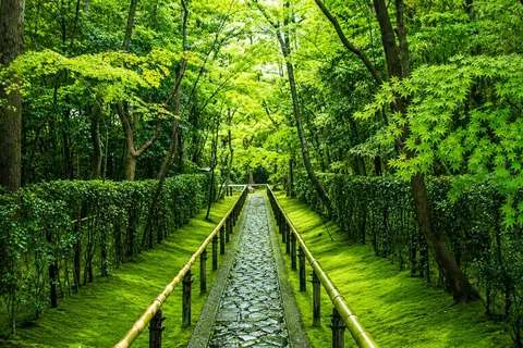 翠のトンネル、石畳の道