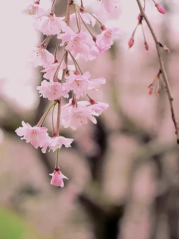 春風に揺れる桜の雫