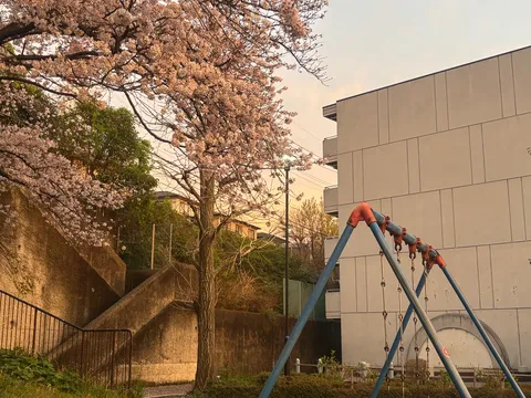 茜空の下、揺れる桜