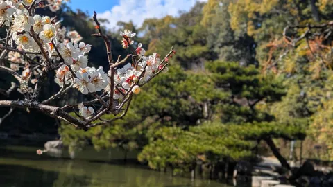 春告げる白梅、水面に映る静寂