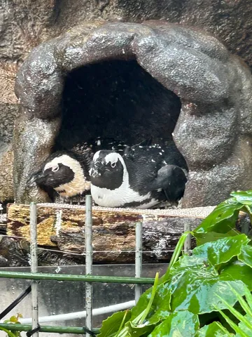 洞窟に潜む二羽の影