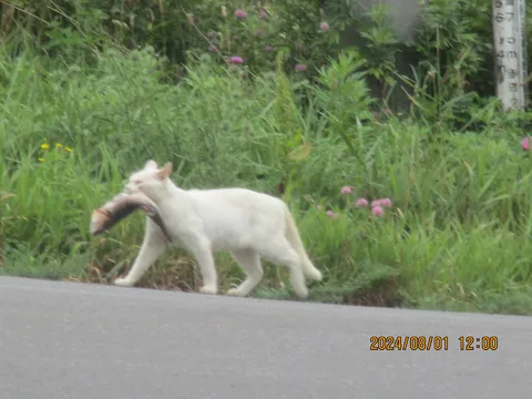 狩りの成果、白猫が運ぶ