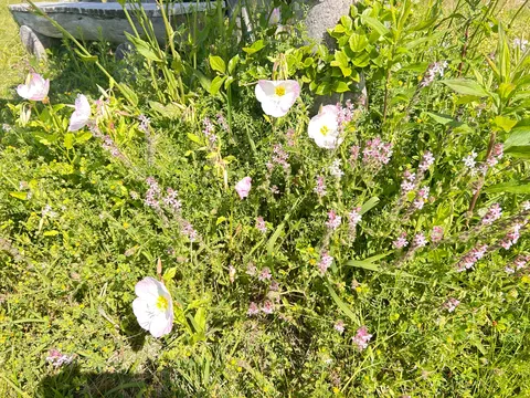 野の花たちのひだまり