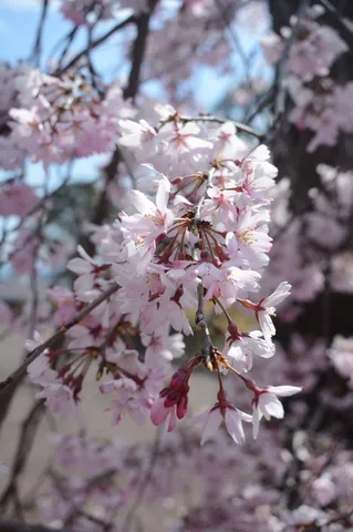 しだれ桜の優しい輝き